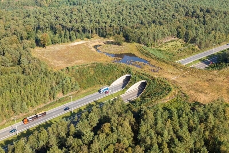 Maryland receives federal grants for wildlife crossings, pollinator habitats